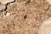 DSC_1194_1