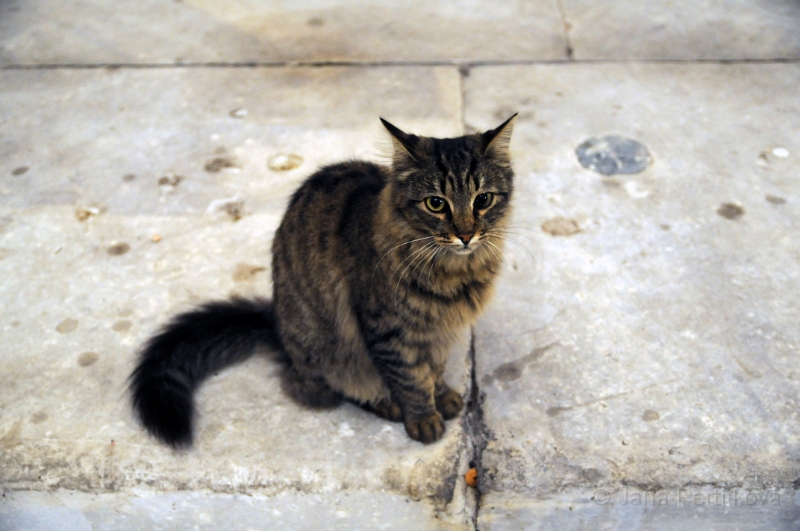 DSC_3991_1.jpg - Kočky jsou v Istanbulu všude a v ohromném množství.