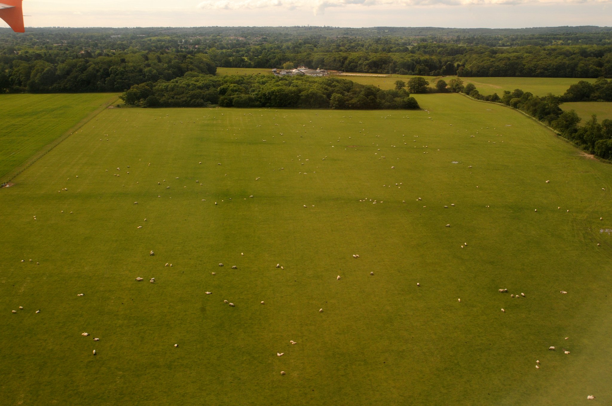DSC_2727_2.jpg - Přistáváme a poblíž letiště vidíme stáda ovcí.