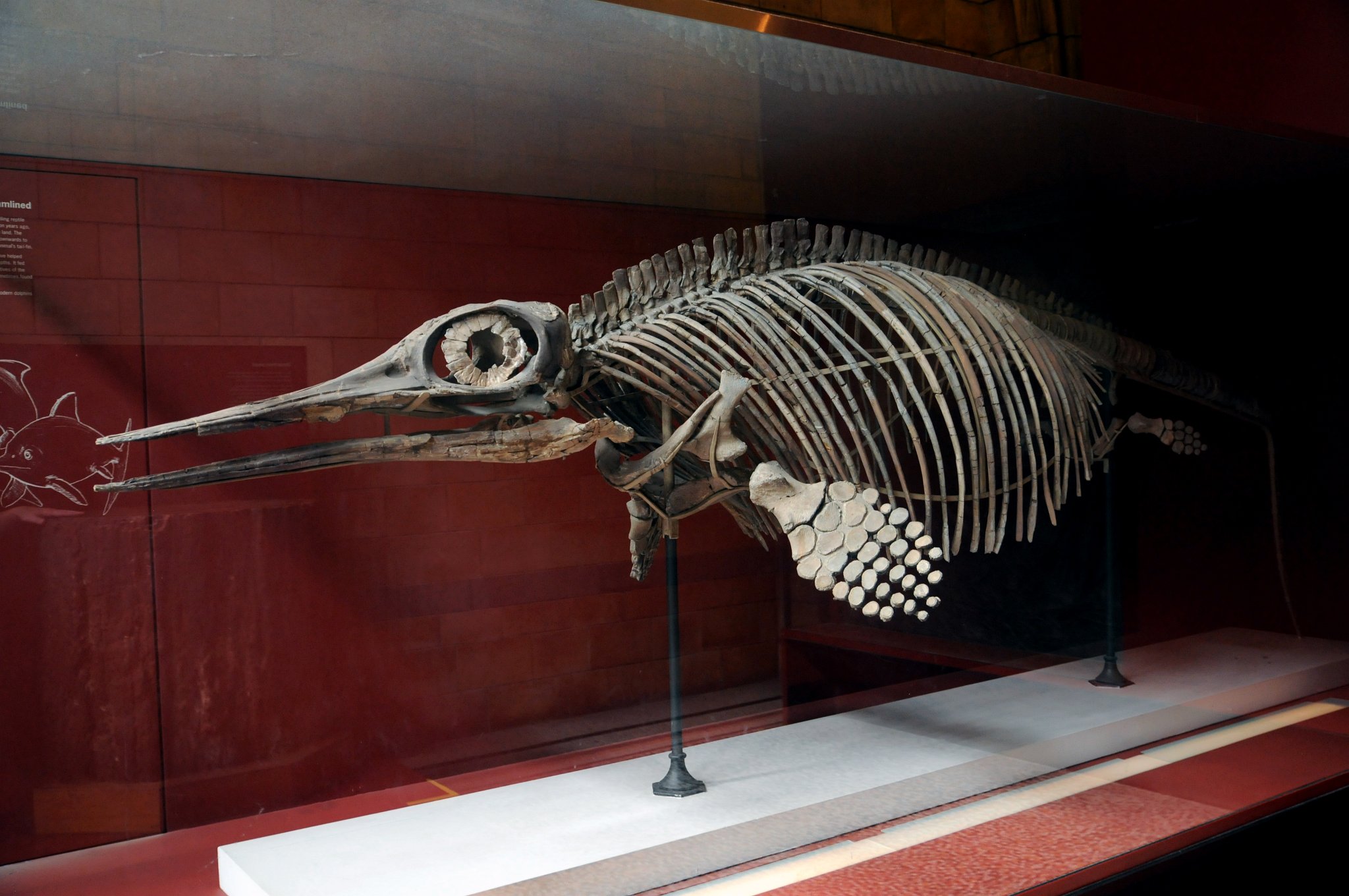 DSC_3311_2.jpg - Muzeum je známé sbírkou koster dinosaurů.