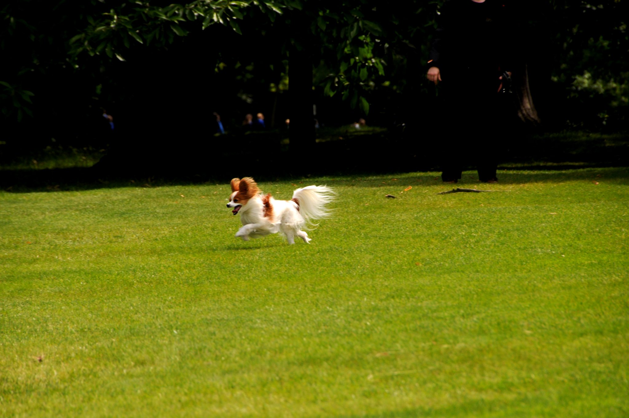 DSC_4038_2.jpg - Greenwich Park je jeden z královských parků v Londýně a nejstarší z nich (založen v roce 1433). Původně bylo toto území jelení honitbou a největší plochou zeleně v jihovýchodním Londýně.