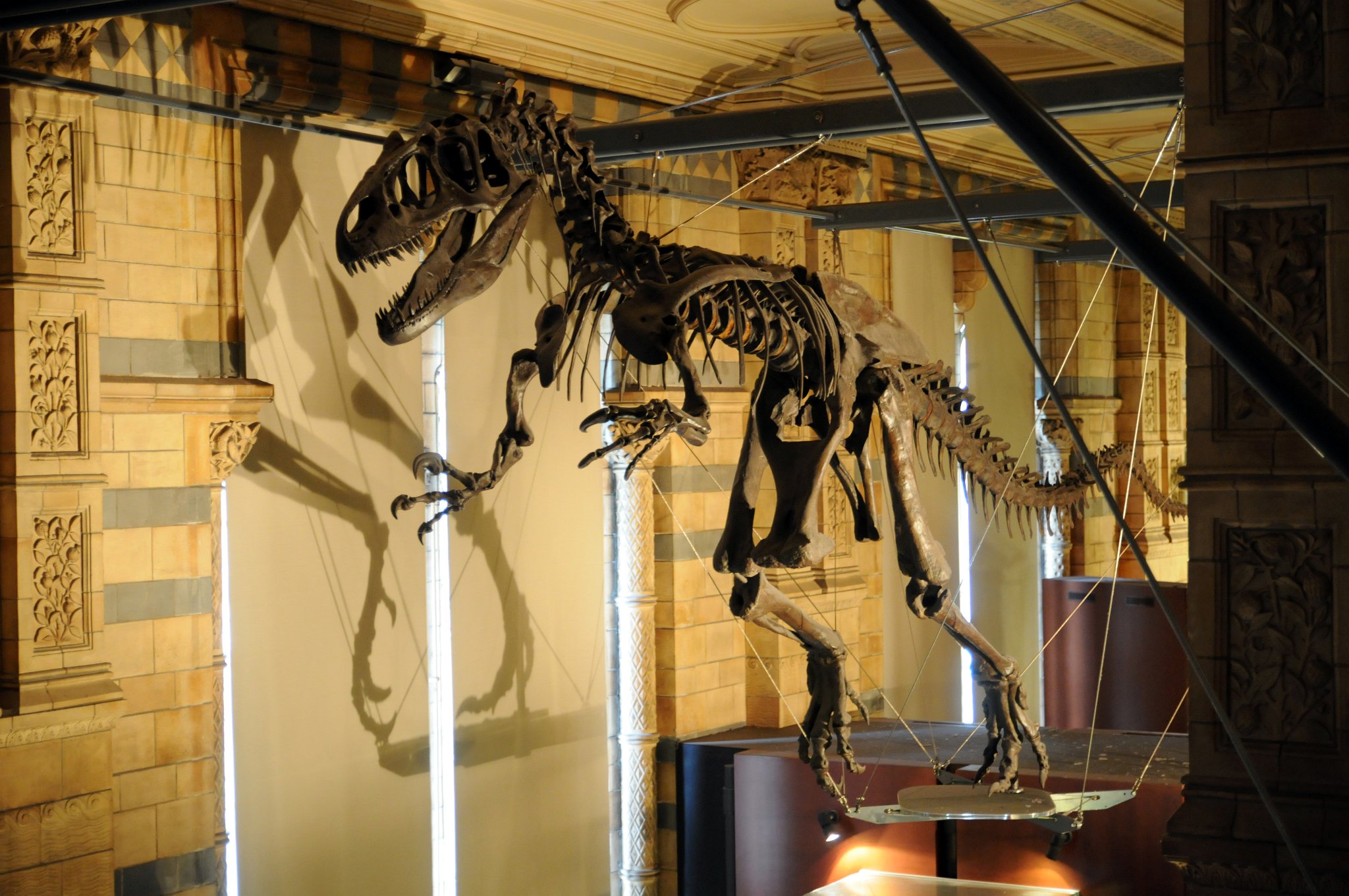 DSC_7116_1.jpg - Allosaurus (z řeckého allos/αλλος „cizí“, „neznámý“ nebo „divný“ + sauros/σαυρος „ještěr“) byl popsán slavným americkým paleontologem z 19. století Othnielem Charlesem Marshem v roce 1877. Byl relativně blízkým příbuzným gigantických karcharodontosauridů, jejichž nejznámějšími zástupci jsou Giganotosaurus carolinii (popsán Coriou a Salgadem v roce 1995) a Mapusaurus roseae, který byl popsán Coriou a Curriem v roce 2006 (oba z podčeledi Giganotosaurinae, vytvořené při popisu mapusaura. Nejužší společný klad, který zahrnuje allosaura (resp. Allosauridae) s karcharodontosauridy je nadčeleď Allosauroidea. Allosaurus byl nepochybně masožravcem, ale někteří vědci tvrdí, že stisk alosaura nebyl dostatečně silný, aby zabil nějakého živočicha, možná tedy byl pouhým mrchožroutem. Pokud byl aktivním dravcem, není jisté, zda lovil samostatně, nebo ve smečce. Stejně jako ostatní dinosauři, tak i tito teropodi snášeli vejce. Podle některých kosterních pozůstatků vědci zjistili, že alosauři mohli být na svých cestách sledováni 5-6 m dlouhými ceratosaury, kteří se živili tím, co alosauři na svém úlovku nechali. Alosauři stáli (spolu s příbuznými druhy) na vrcholu potravního řetězce. Pterosauři, menší draví dinosauři a nedávno objevení draví, psům velmi podobní savci, představovali pro allosaury jen malou potravní konkurenci.