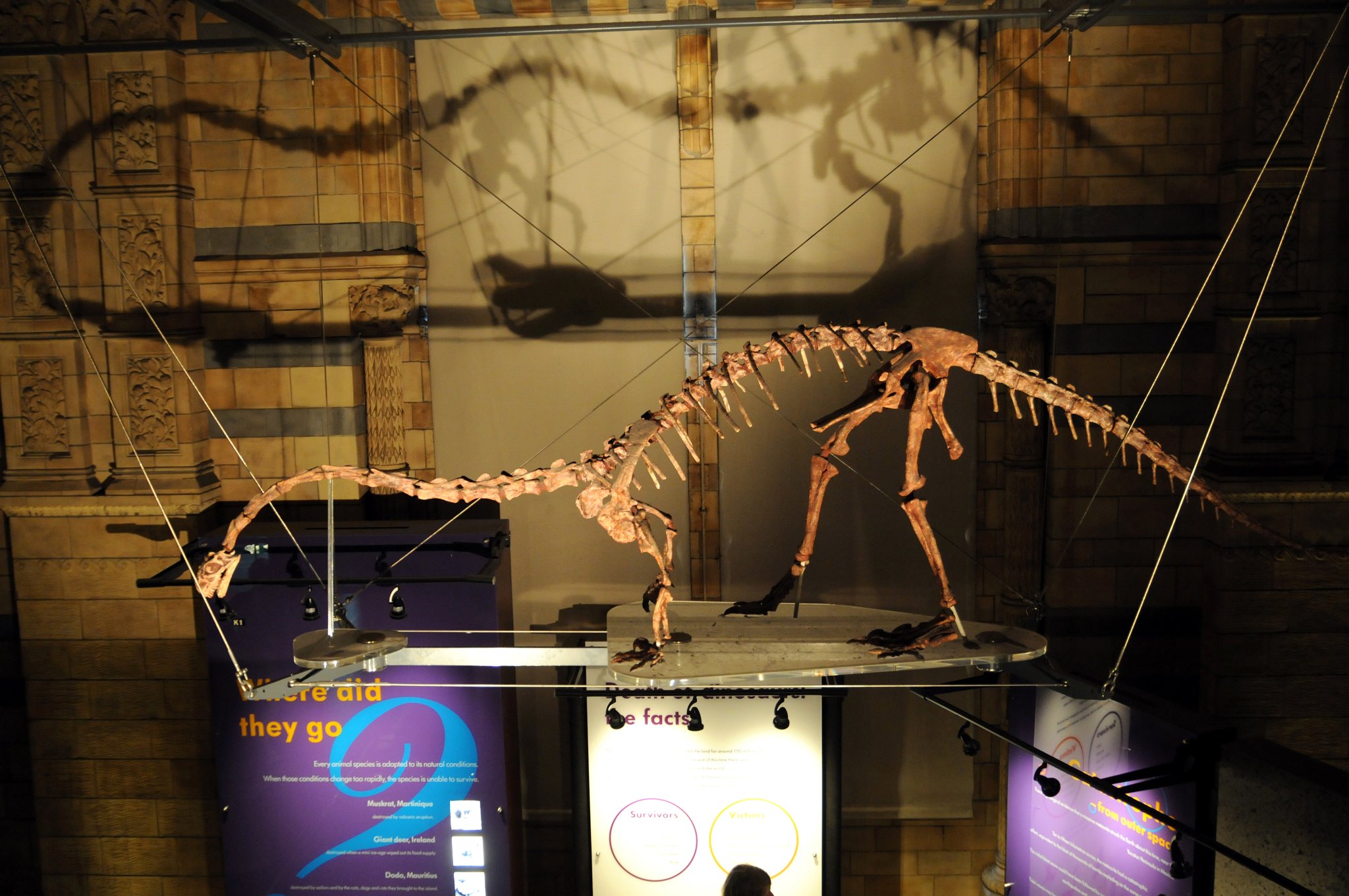 DSC_7122_1.jpg - Massospondylus („delší obratel“) byl býložravý prosauropodní dinosaurus dlouhý 5 až 6 m, který žil v období spodní jury před 200 až 183 milióny let. Jeho fosílie byly nalezeny v americké Arizoně, království Lesotho, Jihoafrické republice, Namíbii a v Zimbabwe. Massospondylus měl dlouhý tenký ocas, relativně slabší přední končetiny, sudovité tělo, dlouhý krk a poměrně malou hlavu vzhledem ke svým rozměrům. Pohyboval se po čtyřech, ale pokud se chtěl dostat k výše položené potravě, mohl se postavit na zadní nohy. V roce 1981 se objevila teorie, že Massospondylus byl všežravec. Tuto teorii podporují dlouhé a silné přední zuby, které umožňují trhání masa a ploché zadní zuby umožňující drcení rostlinné potravy. Roku 1985 přišla teorie, že rostlinnou potravu ukusoval a zpracovával jako leguán. V kosterních pozůstatcích byly také nalezeny gastrolity. Dnes se zdá být jisté, že tento dinosaurus byl všežravec. Sám se mohl stát kořistí větších dravců, jako byli rauisuchiani nebo krurotarsani, tedy predátoři ze skupiny Crurotarsi.