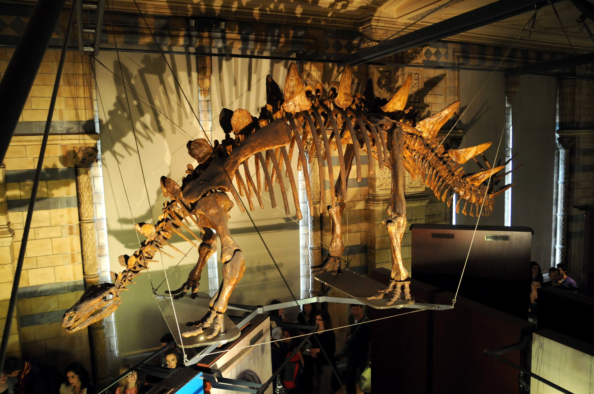 DSC_7138_1.jpg - Tuojiangosaurus („ještěr od řeky Tuo“) byl až 7 m dlouhý, 2,5 m vysoký a 2 až 3 t vážící býložravý dinosaurus. Žil před 160 až 155 milióny let (svrchní jura) na území dnešní Číny. Vyznačoval se malou, nízkou hlavou s bezzubým zobákem a malými zuby v čelistech, obloukovitým hřbetem, mohutně stavěným tělem, sloupovitými končetinami a dlouhým ocasem. Na hřbetě mel dvě řady vertikálně stojících kostěných špičatých plátů. Na konci svého svalnatého ocasu měl dva páry dlouhých trnů, jenž představovaly nebezpečnou zbraň. Jeden pár plochých trnů chránil plece tohoto dinosaura a je pravděpodobné, že krk a trup chránili malé kostěné hrboly. Tuojiangosaurus byl přizpůsobený na spásání přízemní vegetace. Hlavu nosil pravděpodobně méně než půl metru nad zemí. Představoval zřejmě zvíře žijící samotářsky a nebo v malých skupinkách. Hřbetní pláty mu nesloužily na obranu. Byli křehké, plné krevních kanálků, nevhodné na ochranu před silnými drápy či zuby teropodů. Jejich účelem bylo pravděpodobně vyzařování přebytečného tepla, případně předvádění se samců před samicemi.