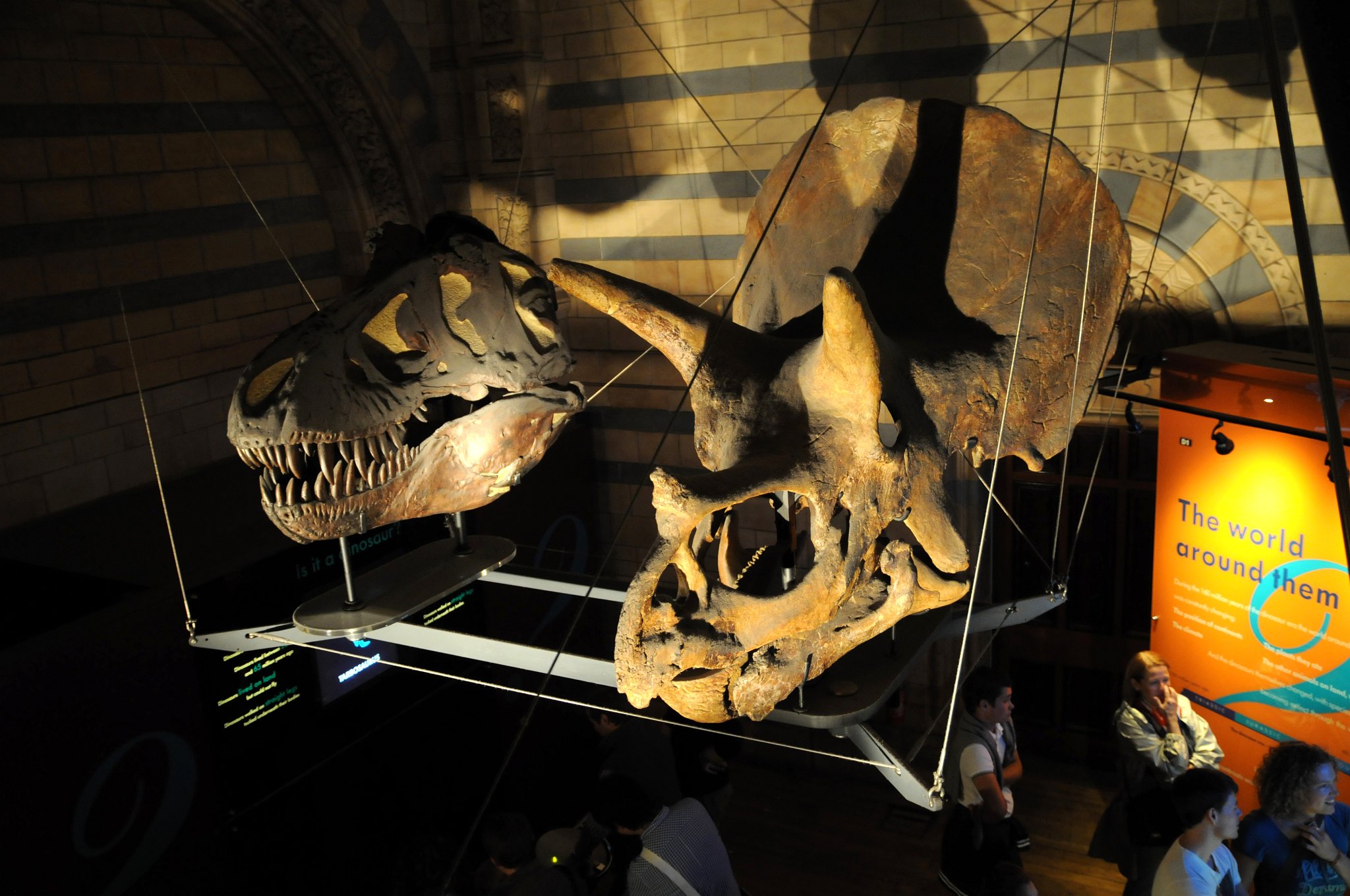 DSC_7151_2.jpg - Lebka Triceratopse a Tyrannosaura. Triceratops neboli „hrozná třírohá hlava“ je druhý historicky popsaný (1889) rohatý dinosaurus (první byl rod Monoclonius již roku 1876); Triceratops byl robustní čtyřnohý býložravec, jehož výška v nejvyšším bodě zad činila až 3,0 m, délka až 9 m a váha kolem sedmi (možná ale i přes deset) tun. Byl tedy zároveň jedním z největších známých rohatých dinosaurů (ceratopsidů). Je však pravděpodobné, že jeho evoluční předek Eotriceratops xerinsularis, popsaný v roce 2007, byl ještě větší (délka možná až 12 metrů). Podobně jako ostatní rohatí dinosauři i Triceratops žil s velkou pravděpodobností ve stádech. Tyrannosaurus rex („tyranský královský ještěr“ - odvozeno ze starořeckého τύραννος – tyrannos = vládce, resp. krutovládce, a latinského rex = král) byl jeden z největších masožravých dinosaurů (teropodů) a zároveň jedním z největších suchozemských predátorů všech dob. Přesto, že již ztratil primát největšího dravého dinosaura, svou tělesnou stavbou patřil k nejmohutnějším a nejnebezpečnějším. Žil před asi 68-65 miliony let (na konci křídové periody druhohorní éry) na území celého západu dnešních Spojených států amerických. Nedávný nález však ukazuje na fakt, že tento rod mohl jiným druhem existovat již o několik milionů let dříve. Dnes je tento druh zřejmě nejznámějším dinosaurem vůbec.