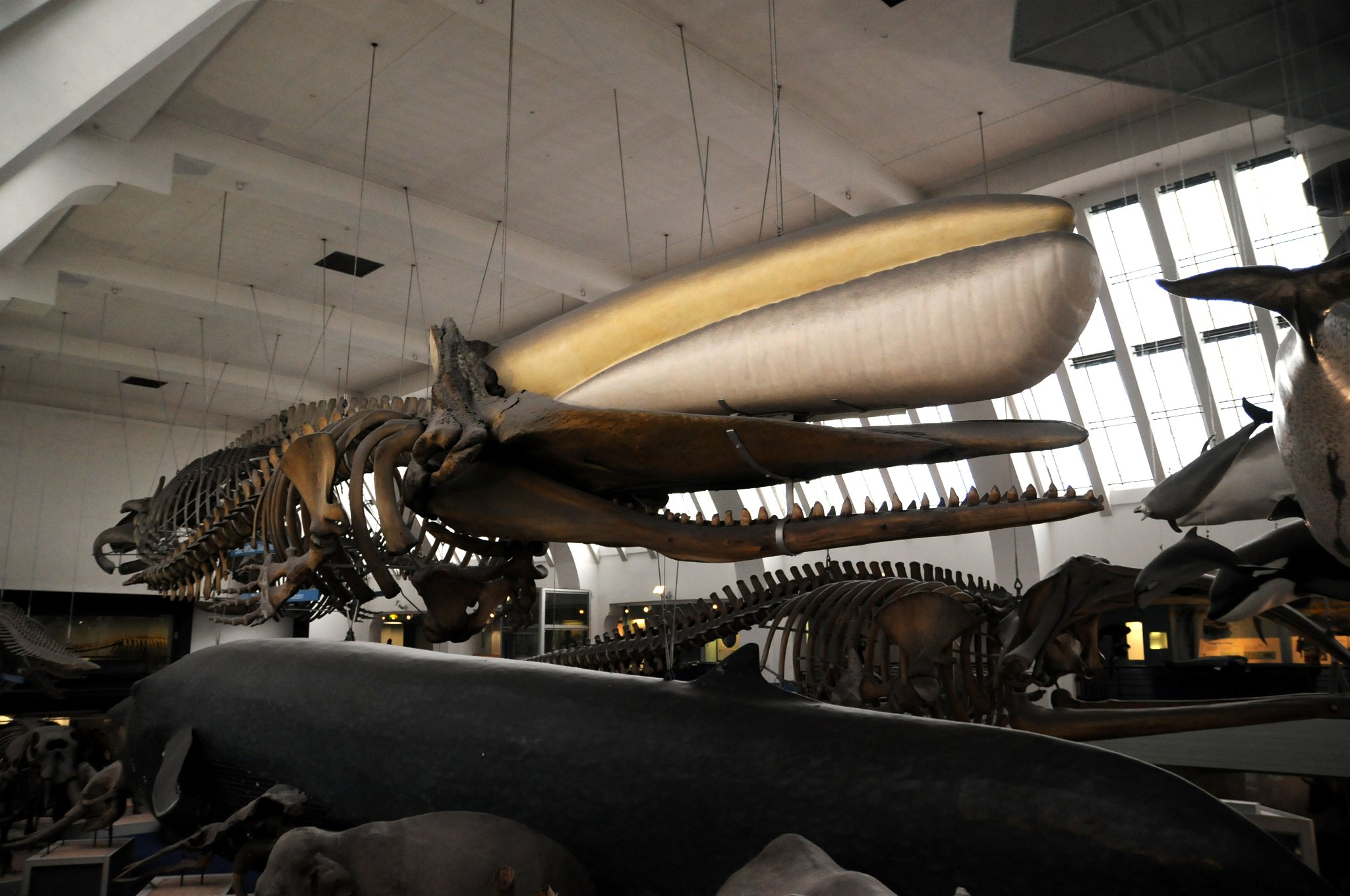 DSC_7307_1.jpg - Kostra Vorvaně obrovského. Vorvaň, též vorvaň obrovský, tuponosý nebo tupočelý (Physeter catodon, macrocephalus, orthodon nebo australasianus) je největší z ozubených velryb a věří se, že jde o vůbec největší ozubené zvíře na světě, jaké kdy žilo – největší doložený jedinec pravděpodobně dosahoval až 28 metrů délky a váhy 150 tun. Anglický název Sperm Whale souvisí s mléčně bílou substancí spermacet nacházející se v její hlavě a původně zaměněnou se spermatem. Obrovská hlava vorvaně, jeho charakteristický tvar a v neposlední řadě ústřední role v románu Hermana Melvilla Bílá velryba‎, vedla mnoho lidí k tomu, že jej líčili jako archetyp velryby. Částečně díky Melvillovi je vorvaň obecně spojován s napůl mýtickým Leviatanem z biblických příběhů.