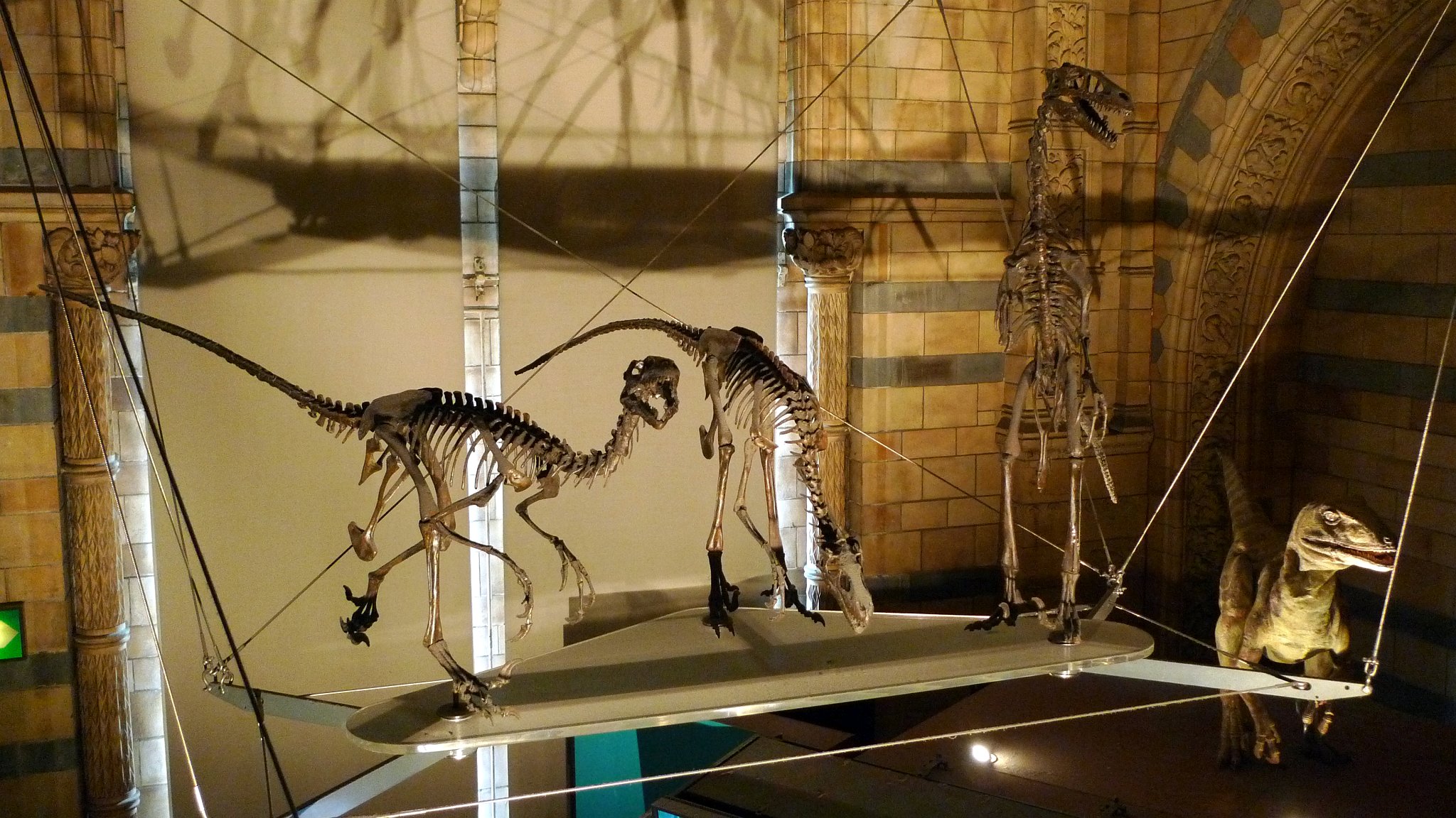 P1070574_2.jpg - Dromaeosaurus ("běhající ještěr") byl malý a rychlý teropodní dinosaurus. Žil v pozdní křídě před asi 76-74 miliony let na území dnešní Severní Ameriky. Dosahoval délky asi 1,8 metrů čímž byl menší než jeho blízký příbuzný Deinonychus. Byl také jako první objevený dinosaurus se srpovitým drápem na druhém prstu dolních končetin. Potíže při jeho konstrukci ale způsobily, že byl správně zařazen až po popsání rodu Deinonychus. Jeho životní prostředí bylo plné ceratopsidů a kachnozobých dinosaurů, pachycefalosaurů, ankylosaurů i tyrannosauridů, jako byl např. Albertosaurus. Příbuznými rody jsou například Deinonychus nebo Velociraptor.