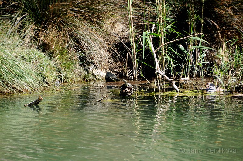 DSC_0172_1.jpg - Na druhém břehu potoka se vyhřívala želva