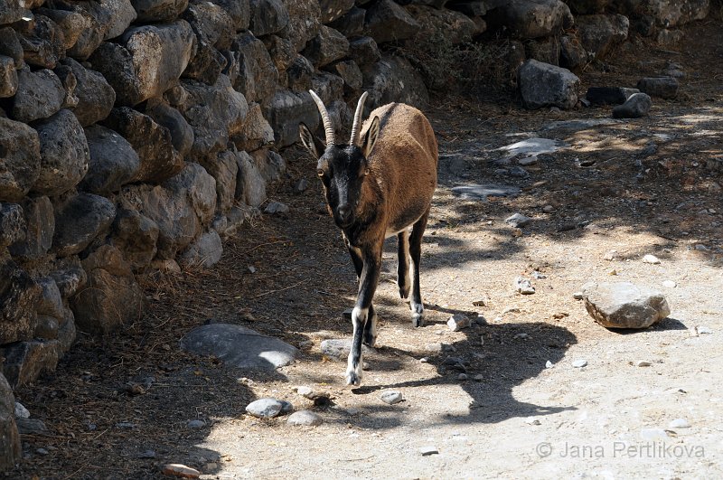 DSC_0577_1.jpg - Ve vesnici potkáváme nejslavnější zvíře Kréty - endemickou kozu bezoárovou, zvanou Kri-Kri.