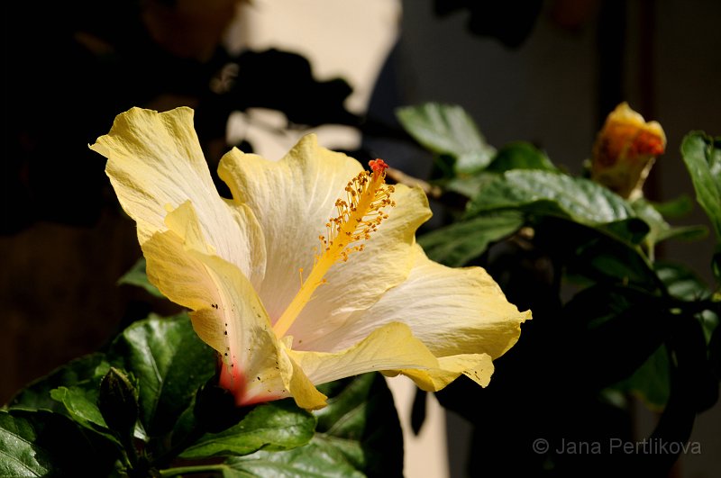 DSC_1175_2.jpg - Ibišky kvetou v záři na Krétě všude, ale jen někde jsou žluté.