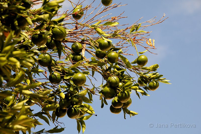 DSC_1584_2.jpg - Mandarinky ještě nedozrály, ale stejně naši pozornost upoutaly.