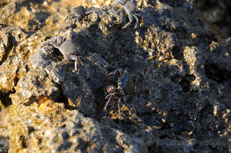 DSC_2888_1.jpg - Krabů je na cestě spousta a hned utíkají se schovat pod kameny.