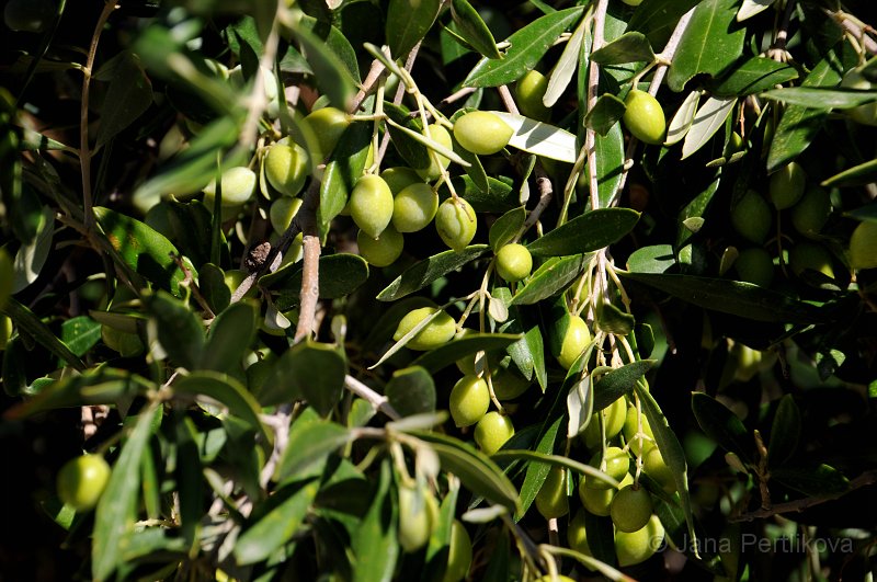 DSC_7626_1.jpg - Na cestě na pláž Damnoni procházíme několika olivovými sady. Olivy kam se podíváš, všude vzrostlé staré stromy, obalené olivami.