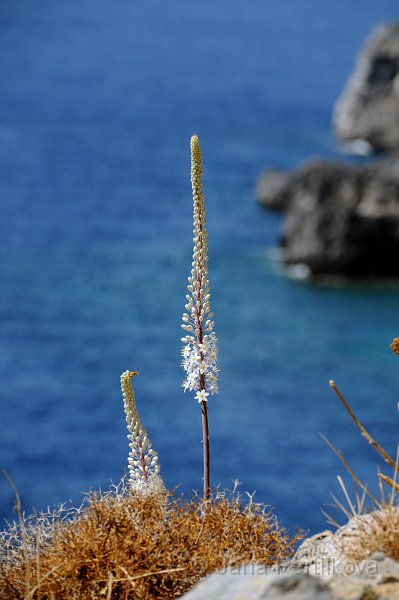DSC_7724_1.jpg - Urginea přímořská, tzv mořská cibule, má cibuli o průměru asi 30 cm, která vyčnívá většinou nad povrch půdy. Tato cibule obsahuje velké množství glykosidů. Osvědčily se jako srdeční léky, podobně jako glykosidy obsažené v náprstníku. Jsou to látky fyziologicky velmi aktivní, při nesprávném dávkování mohou působit jako jedy.