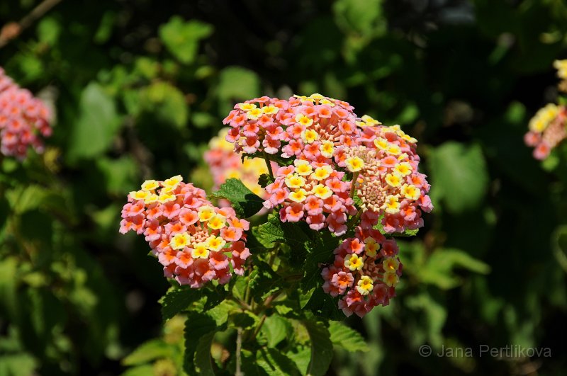 DSC_7743_1.jpg - Libora měňavá (Lantana camara). Měňavá z toho důvodu, že během období kvetení (od května do října) mění barvu svých květů. Všechny části rostilny obsahují jedovaté látky.