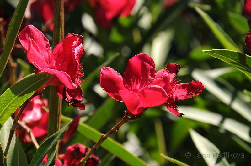 DSC_7763_1.jpg - Oleandr obecný (Nerium Oleander). Je charakteristický poměrně úzkými zelenými listy a různobarevnými květy (nejčastěji se jedná o růžovou, žlutou a bílou variantu). Je považován za jednu z nejjedovatějších rostlin světa, neboť k usmrcení dospělého člověka stačí obvykle požít jen dva listy, u dítěte list jeden. Člověk se může otrávit dokonce i medem, který včely vyrobily z květů oleandru.