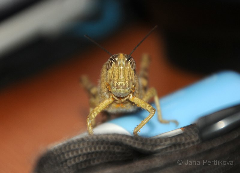 DSC_8061_4.jpg - Noční návštěva v našem pokojíku. Saranče modrokřídlá (Oedipoda caerulescens). Sameček měří cca 15 až 21 mm, samička od 22 do 28 mm. Náš brouček byl vlastně asi miminko, měřil asi tak 13mm.