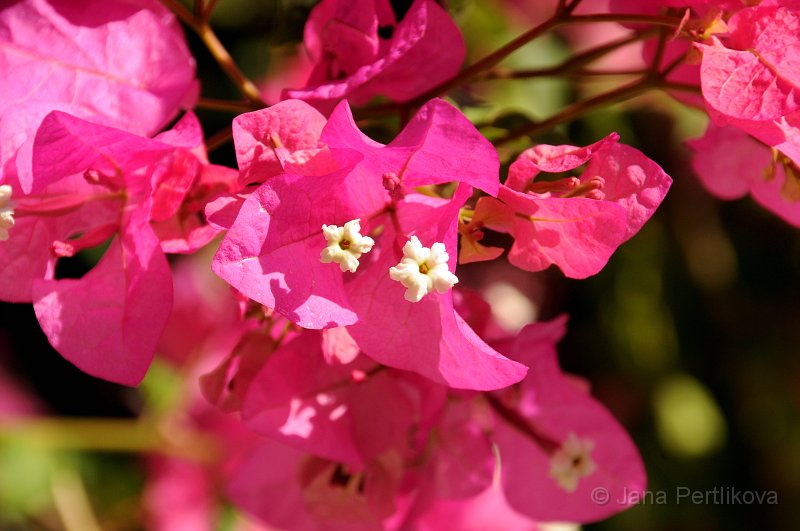 DSC_9127_1.jpg - Bugenvilea lysá (Bougainvillea glabra). Barevné listeny vytrvale zdobí i po odkvětu nenápadných pravých květů. Ve své domovině v Brazílii dorůstá výšky až 3 – 4 m, kde roste jako strom nebo keř.