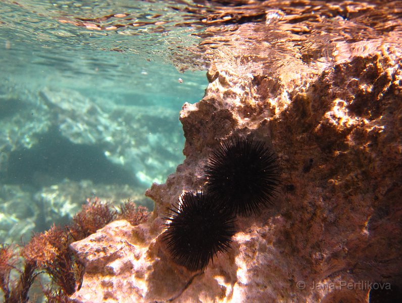 IMG_1467_1.jpg - Ježovky (Echinoidea) nebo-li mořský ježek jsou ostnokožci kulovitého tvaru, mají pevnou vnitřní kostru z mezodermu z destiček a na nich umístěných pohyblivých ostnů.