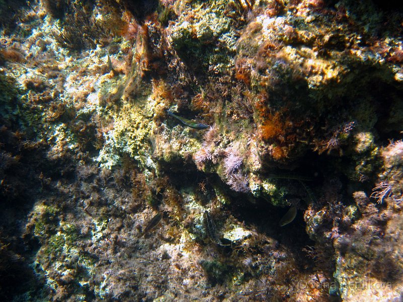 IMG_1562_1.jpg - Drobné duhové rybičky jsme potákvali při každém nakouknutí pod hladinu. Míhali se kolem nás a vyfotit je bylo hodně težké.