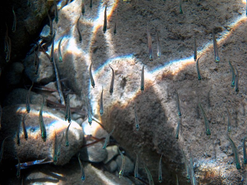 IMG_2262_1.jpg - Jak se jmenují tyhle 4 cm rybky nevíme, podél skal jich byla hejna o několikách stovek kusů a krásně se býskaly na slunci.