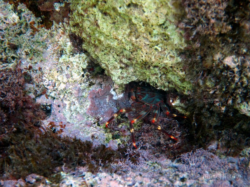 IMG_2292_1.jpg - Všichni krabi se hned schovávali do skulin a pod kameny. Tenhle červený fešák je jediný, kterého se podařilo vyfotit dřív, než utek.