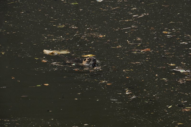 DSC_9363.JPG - Sledovat oslavy 70. výročí Operace Anthropodi priplavala do Thomayerových sadů i nutrie říční (Myocastor coypus), známá též jako vodní krysa, řekomyš, koypu.