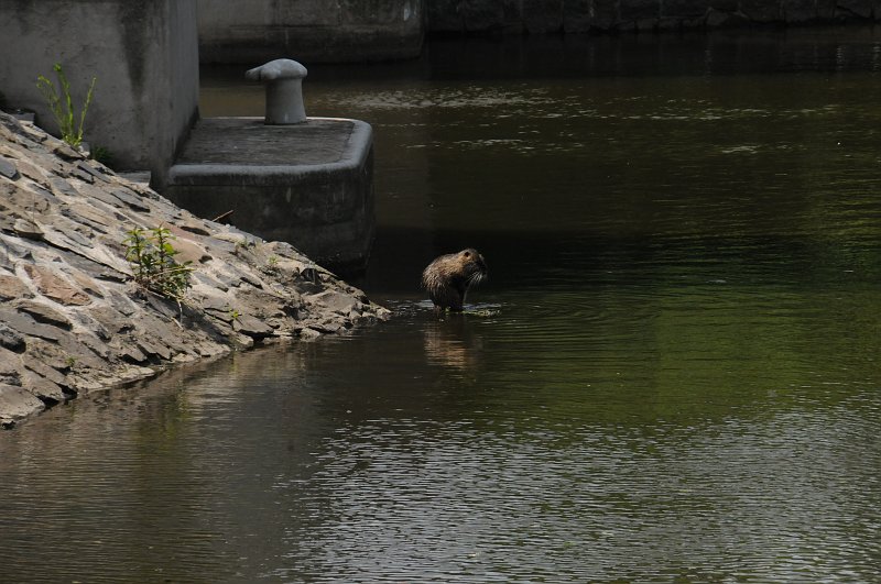 DSC_9402.JPG - Nutrie se živí kořeny a bylinami - potravu si vyhrabávají, nebo se pasou na březích a podél břehů. Potravu si dokáže přidržet předními končetinami.