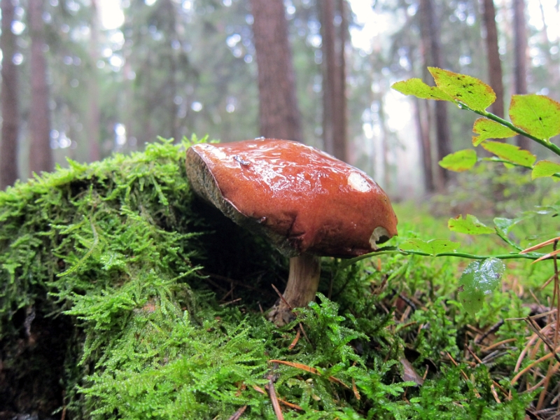 IMG_6536_1.jpg - Houby nerostly. Tohle byl jeden jediny, co na nas počkal v lese. Ostatní houbičky se schovaly a my je hledali marně.