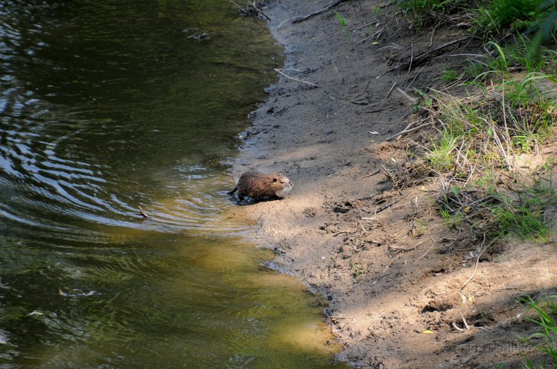 DSC_3453_2.jpg - Na břehu Sázavy jsme potkali nutrii. Je známá též jako vodní krysa, řekomyš americká či bobr bahenní.