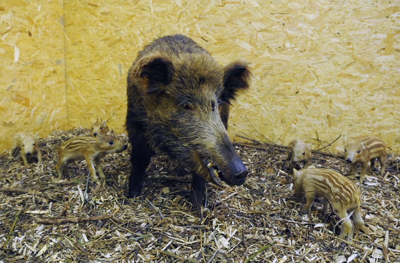 DSC_5130_1.jpg - Zemědělské muzeum: Expozice lesnických strojů. Svině s mláďaty.