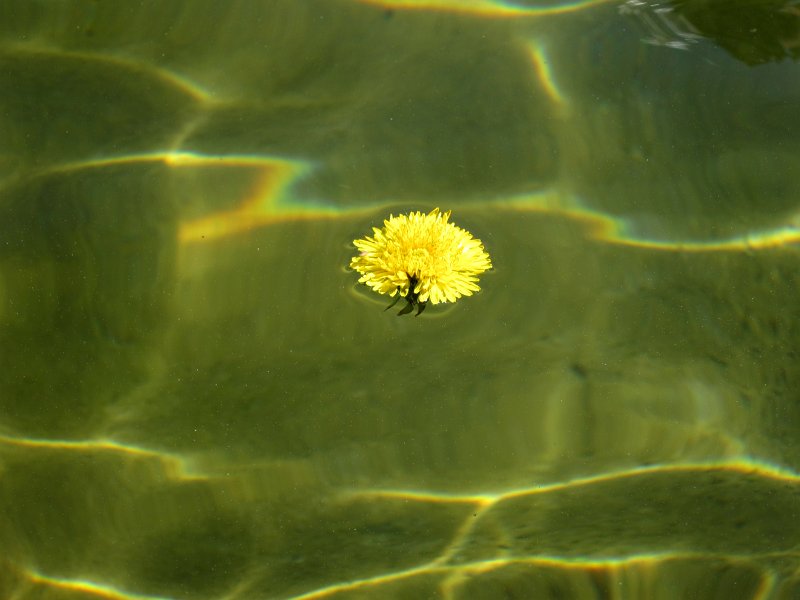 IMG_6448_1.jpg - Kašna u Průhonického zámku.