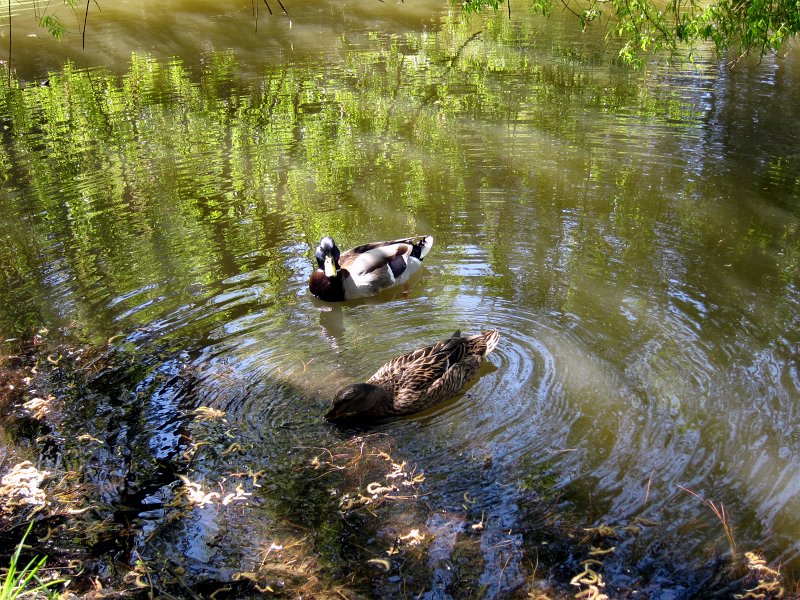 IMG_6511_1.jpg - Kačer a kachna :-)