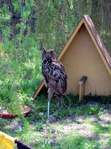 IMG_6520_1.jpg - Výr velký.