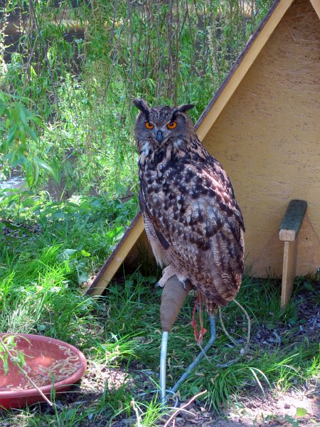 IMG_6552_2.jpg - Výr velký.