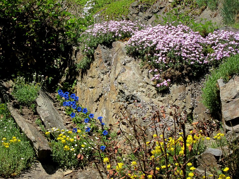 IMG_6580_1.jpg - S neobyčejným citem byl prováděn výběr a výsadba rostlin, pečlivě byly vybírány průhledy na zámek, bylo zbudováno rozsáhlé alpinum. Park zároveň představuje významnou sbírku rostlin a kromě hodnoty estetické má i vysokou hodnotu vědeckou.