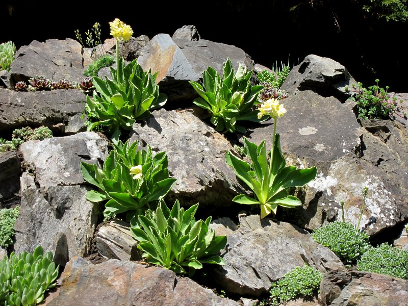 IMG_6581_1.jpg - Ve druhé polovině 19. století, kdy se v Evropě šířil trend zakládání sbírek horských rostlin a Alpin, založil hrabě Arnošt Emanuel Silva-Tarouca v Průhonicích u Prahy rozsáhlý přírodně krajinářský park, jehož součástí bylo velké Alpinum. Po ustavení Dendrologické společnosti, jíž hrabě Silva-Tarouca předsedal, získává park včetně Alpina velkou podporu. Alpinum se brzy stává jedním z největších a nejkrásnějších v Evropě.