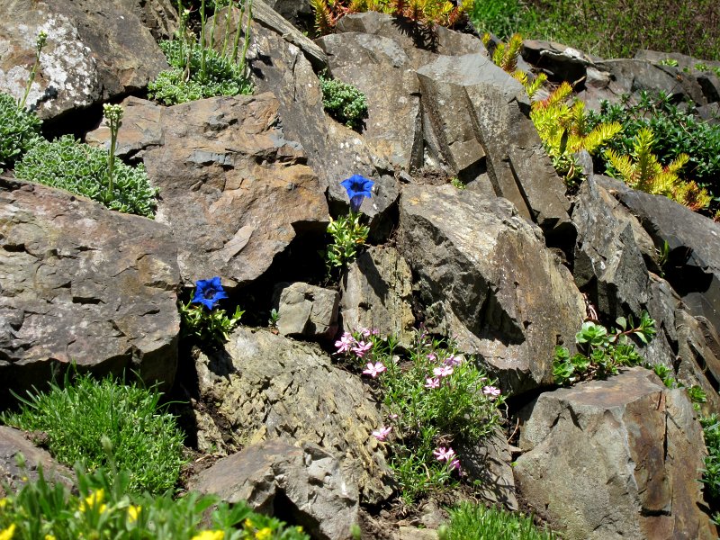 IMG_6582_1.jpg - Průhonické Alpinum se rozkládá na ploše 3 ha nad údolím potoka Botiče. Terén představují převážně jižně orientované skalní terasy a ostrohy, dosahující místy výšky 20 m. Hrabě Silva-Tarouca původně vystavěl Alpinum na skalnatých útesech algonkické břidlice, a to neobvyklým způsobem. Na skály nechal postavit paprskovitě se rozbíhající cihelné zdivo asi 2 m vysoké, 2,5 m dlouhé a 15 cm široké.