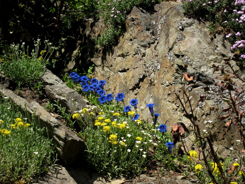 IMG_6601_1.jpg - Po druhé světové válce si chátrající Alpinum vyžádalo zásadní rekonstrukci; jeho původní pojetí nahradila snaha o vytváření přírodních rostlinných společenstev, charakteristických pro jednotlivá stanoviště. Bylo tedy upuštěno od náročných oprav původní konstrukce, kterou vystřídalo jiné pojetí Alpina.