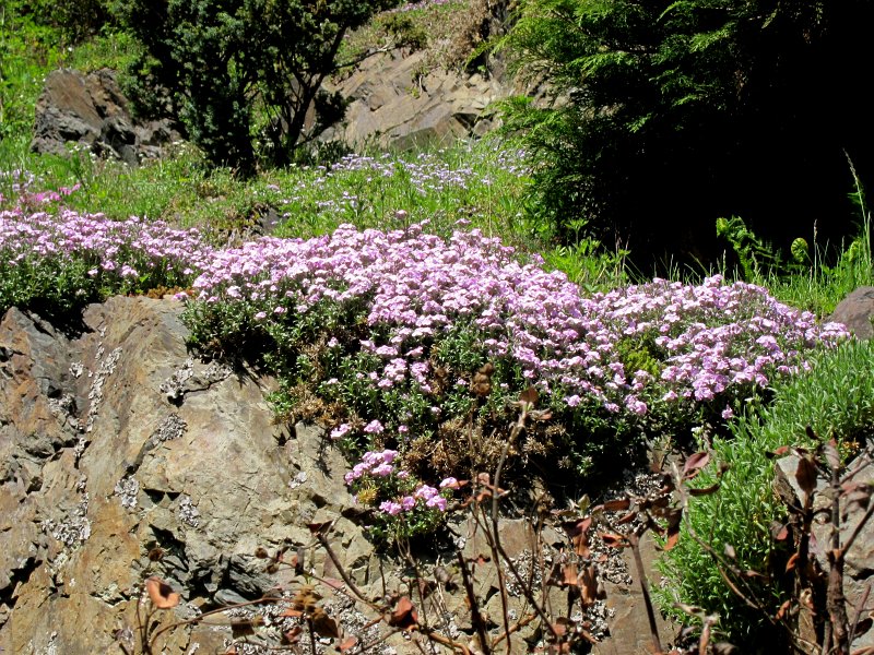 IMG_6602_1.jpg - Takřka jediné dochované Alpinum v ČR, které je součástí velké přírodně-krajinářské kompozice.Rozlohou cca 65 000 m² představuje jedno z největších Alpin na přirozené skále v Evropě.