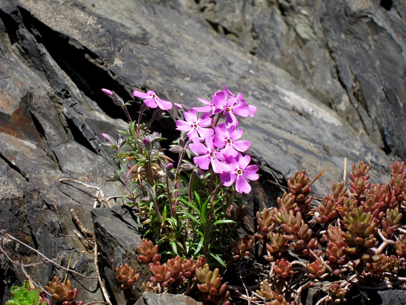 IMG_6605_1.jpg -                                Výsadby na Alpinu jsou provedeny tak, aby bylo možné po většinu roku pozorovat kvetoucí rostliny. Většina sbírek je dobře viditelná z cesty, která vede pod Alpinem podél potoka. S ohledem na bezpečnost, ale i sběratelskou vášeň některých návštěvníků, není vstup na Alpinum povolen.