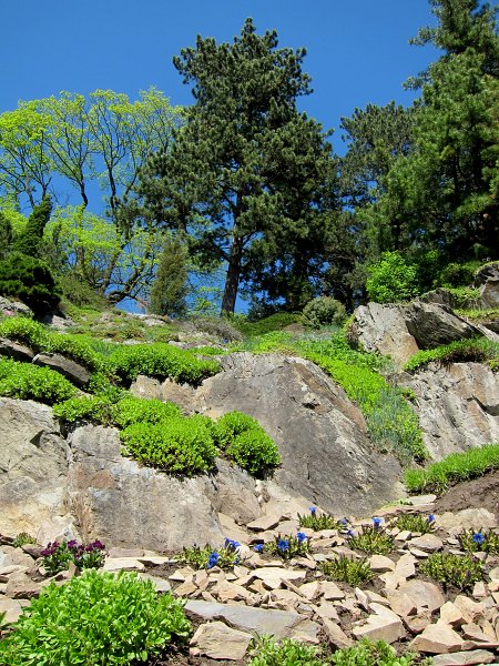 IMG_6609_1.jpg - Prostory mezi zdivem byly vyplněny kamennou drtí a na tento podklad byly cementovou maltou připevněny balvany. Ty vytvářely jakési kopule, které byly posléze osázeny alpinkami. Zakladatel chtěl takto vytvořit členitý terén s různorodým mikroklimatem. Některé kopule měly ve svém nejvyšším bodě zavlažovací trysky; ty sloužily zároveň jako orientační body Alpina. Navodit iluzi horské scenérie napomáhal také tzv. švýcarský srub – dřevěná chata v duchu doznívajícího romantismu, umístěná na nejvyšším bodě Alpina.