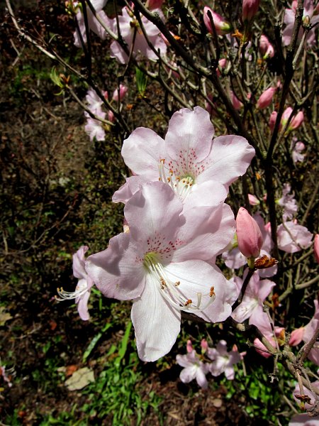 IMG_6614_1.jpg -                                Nejatraktivnější rostlinou v zámeckém parku jsou pěnišníky (rhododendrony) a azalky. V celém parku se nalézá okolo 100 jejich taxonů a kultivarů, z toho 40 kultivarů vyšlechtěných v místě.