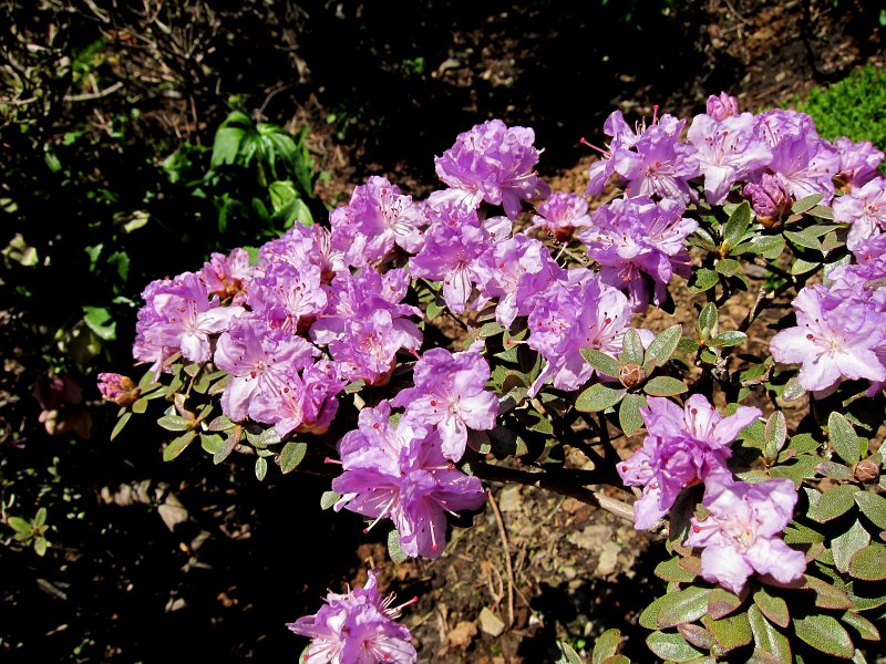 IMG_6618_1.jpg - První rododendrony byly vysazovány na zámeckém nádvoří už v počátcích budování zahrady. Dnešní počet rododendronů a azalek v arboretu dosahuje počtu osmi tisíc kusů ve stovce taxonů a kultivarů. Jarní rozkvetlé svahy v pastelových barvách, to je nezapomenutelná podívaná, za kterou se sjíždějí návštěvníci ze všech koutů světa. Kromě toho si můžete prohlédnout sortiment růží v rozáriu nebo navštívit iridárium (sbírky kosatců). 