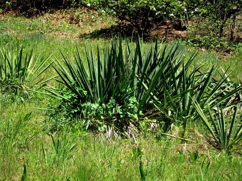 IMG_6621_1.jpg - K tvorbě hraběte je nutné podotknout, že nikdy neměl vypracovaný projekt parku, kompozici tvořil v terénu, snad si ale vypracovával jakési dílčí pracovní nákresy, protože charakter terénu, jak již bylo uvedeno, si zakresloval.
