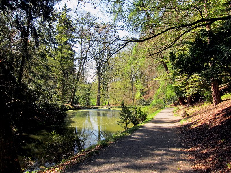 IMG_6638_2.jpg - Cesta nahoru podél Krausových rybníčků až do části parku zvané Chotobuz. Tuto část parku tvoří vyvýšenina protilehlá k zámku, jejíž porost je tvořen převážně starými duby, které zde rostly dávno před prvními výsadbami rododendronů, tvořícími podrost. Dojdeme tudy až na hlavní vyhlídku, která patří mezi nejatraktivnější místa v parku.
