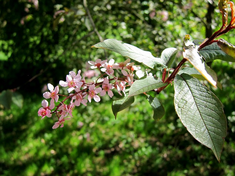 IMG_6654_1.jpg - V parku je vysázeno asi sto osmdesát šest druhů jehličnanů a osm set čtyřicet sedm druhů listnáčů. Zastoupeny jsou hojně smrky, cypřišky, jalovce, najdete tu i metasekvoje, jedlovce a tisovce.