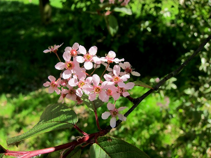 IMG_6657_1.jpg -                                Z listnatých dřevin je nejvíce javorů a dubů, dále ořešáky, břestovce, zmarliky zelkovy, tulipánovníky a magnólie, korkovník a paořechy. Keřům kralují skalníky, kterých je dvě stě sedmdesát kusů, rostou tu sazaníky, zimokeře, dřišťály a hlavně: jsou tu rododendrony! 