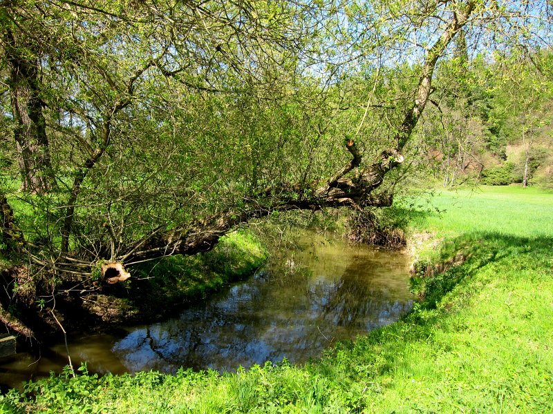 IMG_6667_1.jpg -                                Potok Botič prochází oběma částmi parku. V zámecké části parku se do něj zprava vlévá Dobřejovický potok, v Oboře se do něj zleva nad rybníkem Labeška vlévá Jesenický potok.