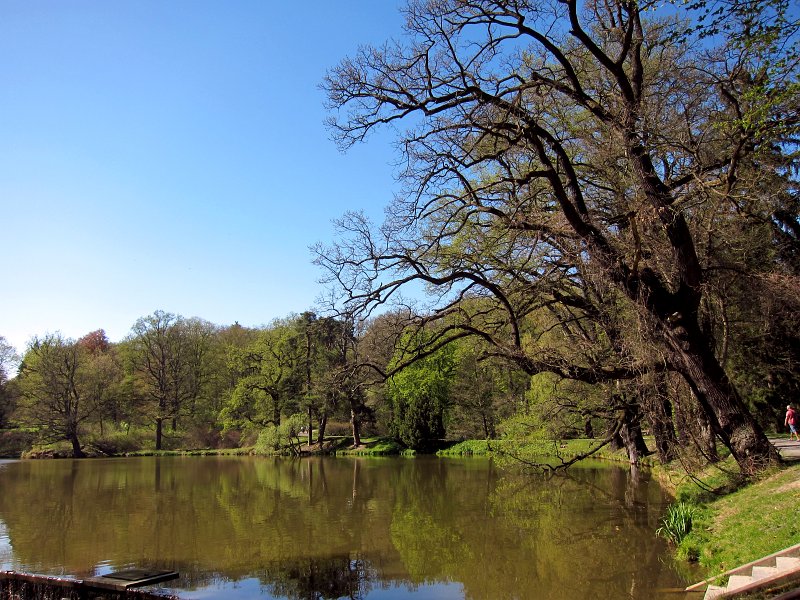 IMG_6696_1.jpg - Rybník Labeška, který se nachází v části Průhonického parku nazývaného Obora.